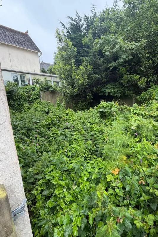 Before: the garden overgrown with brambles and shrubs